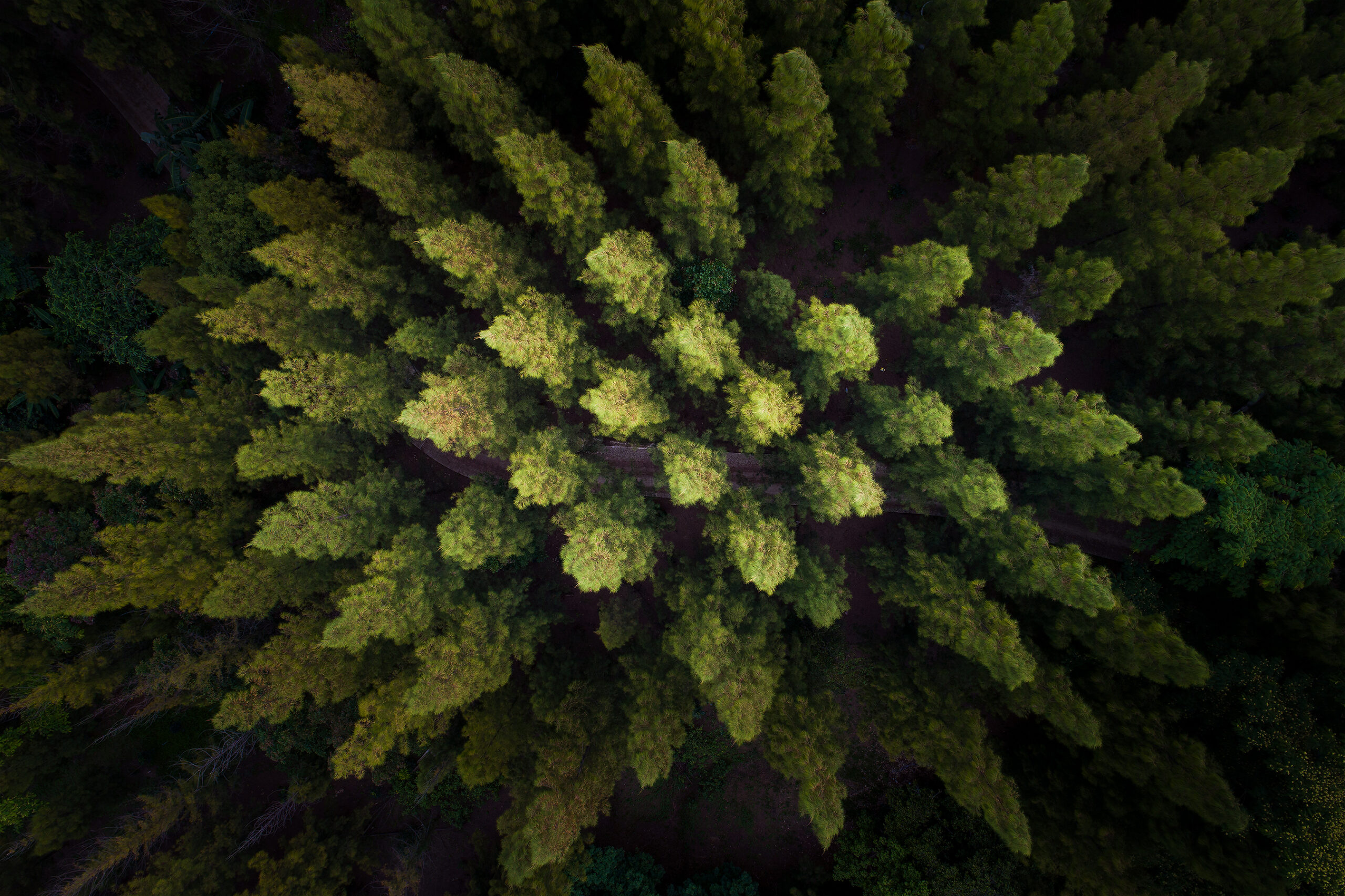 Research header image Forrest trees