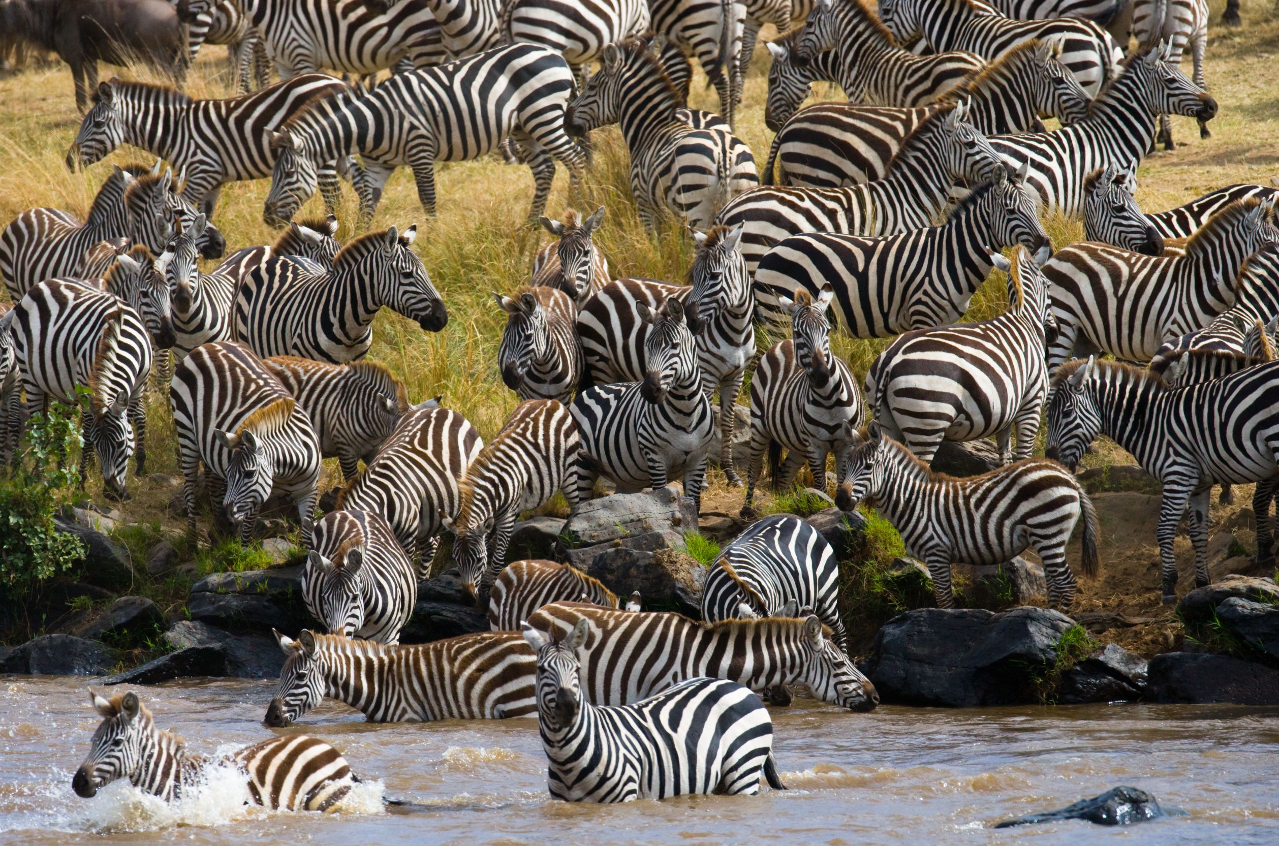 P&I 300 2021 front cover image zebra herd