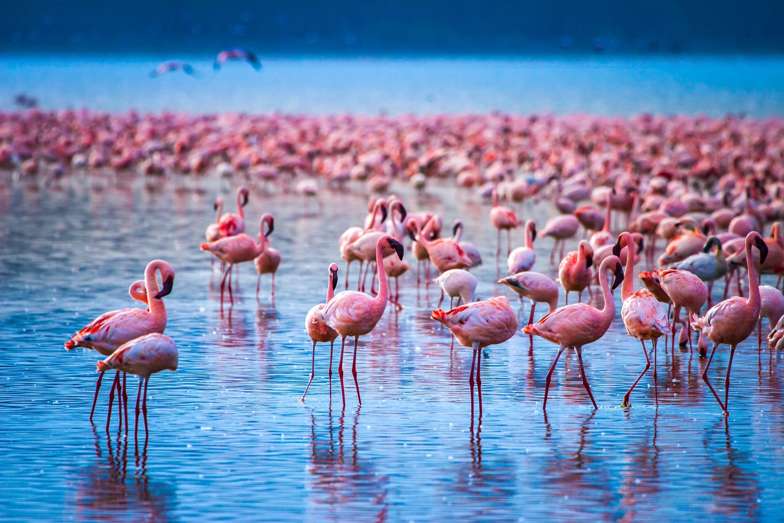 P&I 500 front cover image flock of flamingos