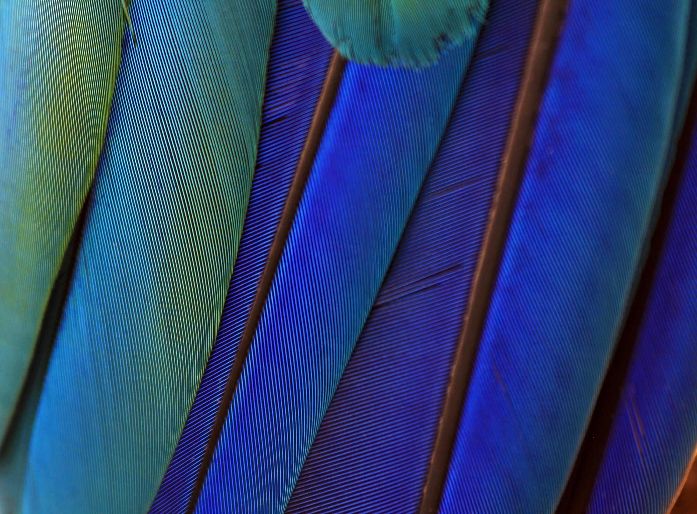 Total portfolio approach front cover image peacock feather