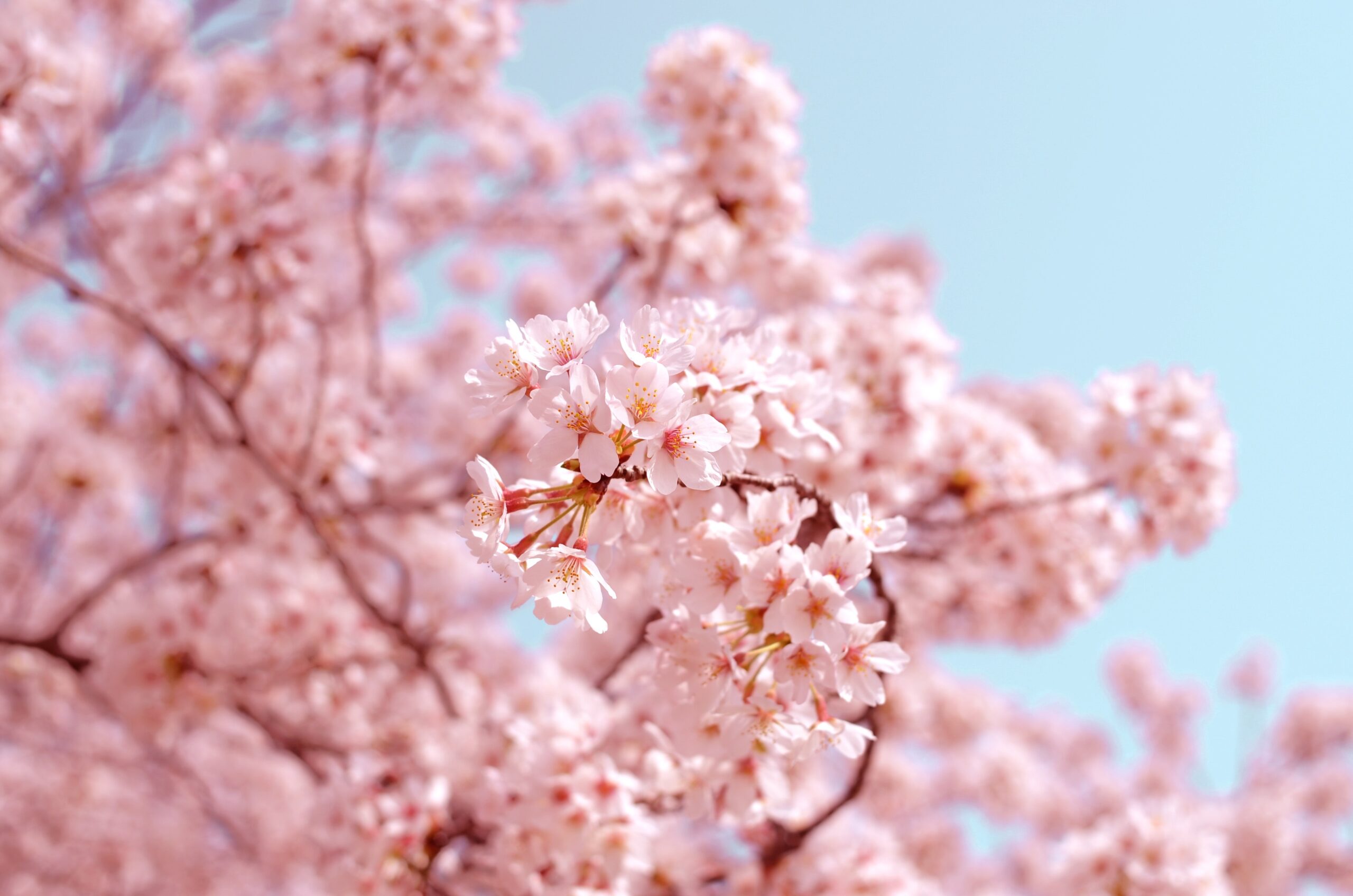 Research header image blossom