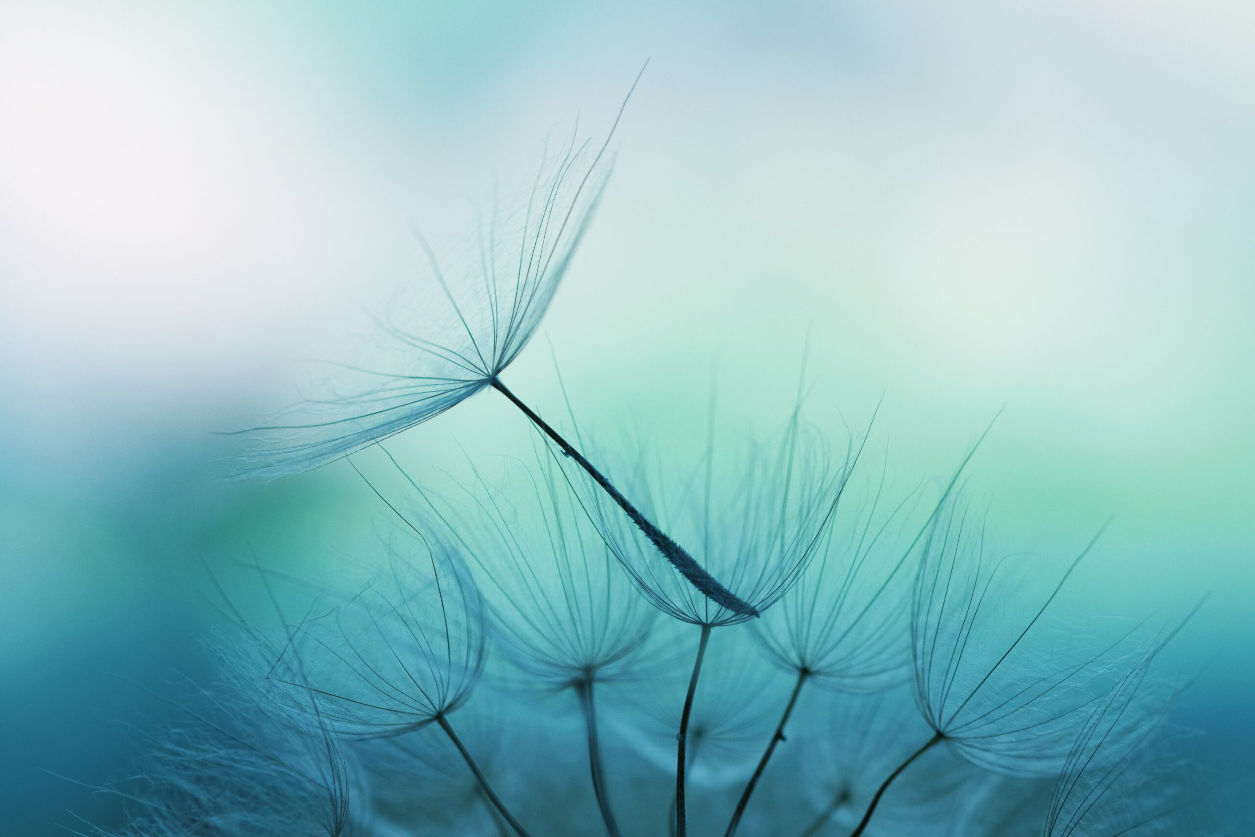 Research header image dandelion