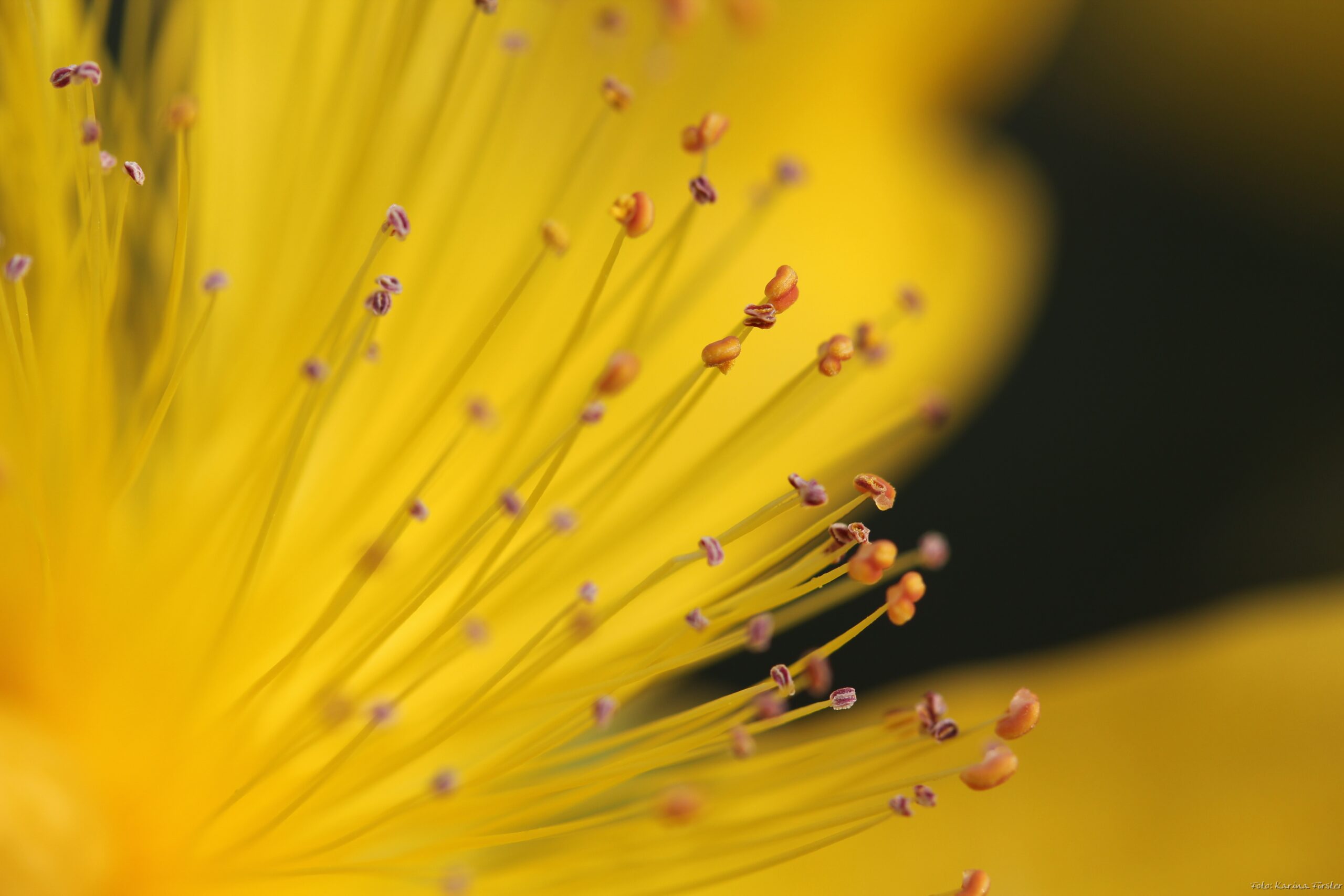 Research header image yellow flower